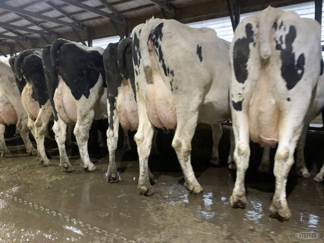 (7) Holstein cows
